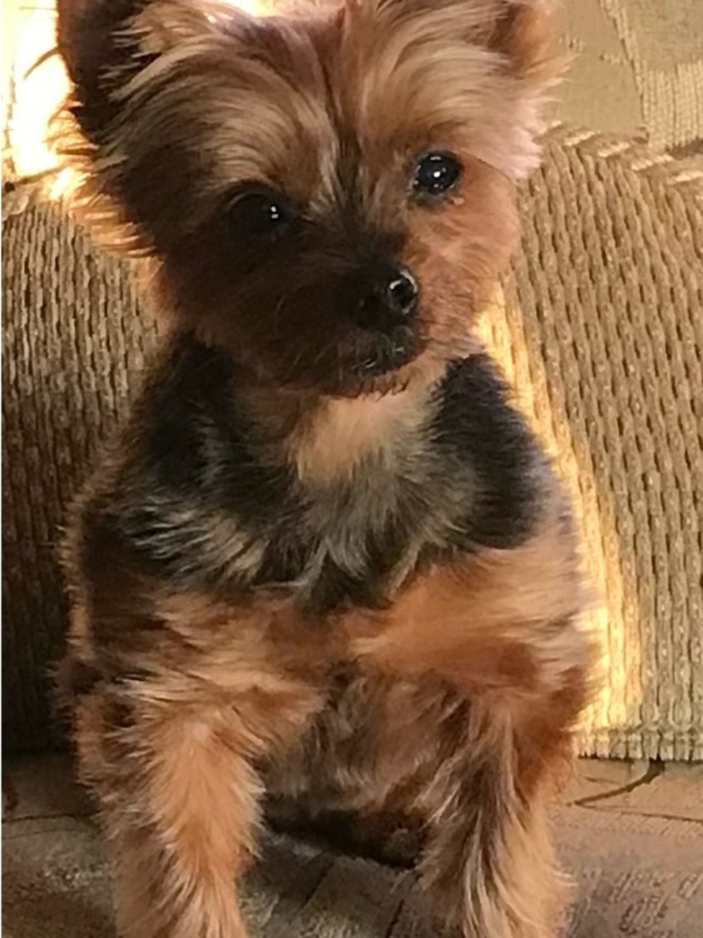 In Loving Memory of my BellaBoo - miss her so much 😢